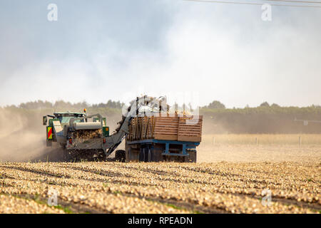 Aylesbury, Canterbury, Nouvelle-Zélande, le 20 février 2019 : la récolte de machines agricoles des oignons sur une journée d'été Banque D'Images