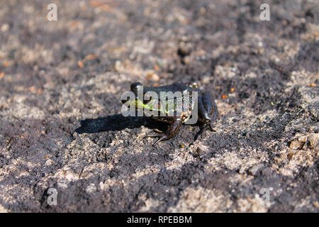 Petite grenouille close up sur un rocher Banque D'Images