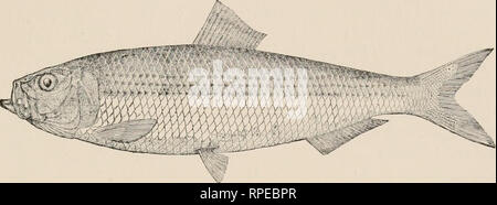 . Poissons américains : un traité sur le jeu populaire et de l'alimentation des poissons d'Amérique du Nord avec une référence particulière à des habitudes et modes de capture. Poissons -- Amérique du Nord. Le hareng. Le hareng et ses alliés. Mais pourquoi, bon pêcheur, Suis je pensais que la viande pour vous, qui n'a jamais encore eu de pêche exprimés envers moi ? Et MlDDLETON DEKKAR : Moll couper votre sac à main, l6ll. Entre les collines sombres de chaque côté la mer salée-loch tourne pendant un mille, et aujourd'hui, sun-charmé à un sourire lumineux qui brille, sa mousse de marée. Mais lo ! Chaque vague à l'argent se transforme en feu éblouissant tout le loch Burns, des millions de harengs da-rt un Banque D'Images