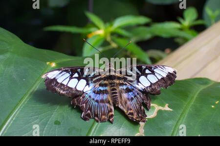 Parthenos sylvia - 37 espèces d'nymphalid papillon sur feuille verte. Banque D'Images