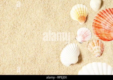 Des coquillages sur la plage de sable. Arrière-plan de l'été. Vue d'en haut. Banque D'Images