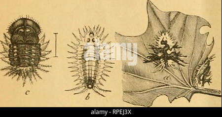 . L'entomologiste américain. L'entomologie. 238 L'entomologiste américain. plus commun de ceux trouvés ou la pomme de terre douce- ui la latitude de Saint Louis, est à la fois distinguislied à partir de tous les autres ici décrit en étant généralement noir, avec les épaules noir à l'extrême bord de l'aile transparente-couvre. C'est une très variable, et est fréquemment plus ou moins mouchetée ou Willi tacheté d'or, bien que plus rarement, il a une apparence d'or uniforme.* La larve, qui est représenté avec l'excréments élargie et retirée à la Figure 179, a, est d'une couleur verte uniforme, avec une nuance bleuâtre le long Banque D'Images