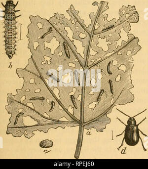 . L'entomologiste américain. L'entomologie. Saisi, conformément à la loi du Congrès, à l'année 1880, par le moyeu Publishing Co. de N. Y-, dans le bureau du bibliothécaire du Congrès à Washington. VOL.III.-sirK ?,^EVOL.l. NEW YORK, août 1880. N° 8. Publié MENSUELLEMENT PAR LE MOYEU PUBLISHING CO. de n. y. 323 Peapl St., New York. Conditions deux dollars par an, à l'avance. EDITORS : CHAS. C. RILEY Éditeur, Washington, D. C. A. S. FULLER, rédactrice adjointe, Ridgewood, N. J. LE GRAPEVINE FLEA-BEETLE (Graptodera chalybea Illig.). Des nombreux ennemis insectes avec laquelle nos producteurs de raisin ont à faire face, la Banque D'Images