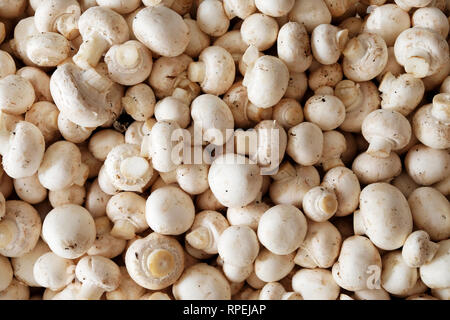 Une centaine de champignons de brutes empilées les unes sur les autres, les frais généraux view point à la recherche sur les champignons Banque D'Images