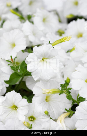 Pétunia F1 vague facile de fleurs blanches. Banque D'Images