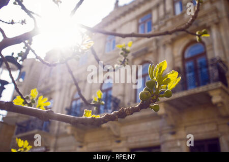 Bakou, le centre historique de la ville. Printemps, les bourgeons sur les arbres fleuris Banque D'Images