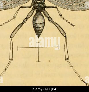 . L'entomologiste américain. L'entomologie. 136 L'entomologiste américain. ou autrement détruit par l'intrus, liut c'est une chose très différente-comme nous le verrons à oiioe-d'utiliser de au vieux abandonnés de seconde main et nid non approvisionnés, construit il y a des années bj- certains autres insectes, et la fourniture de nouveau. c- Les Américains toujours Vacher dépose ses oeufs dans les nids d'autres oiseaux récemment, laissant son avenir à l'enfant d'être élevé par un autre. Mais ce serait une chose très différente, s'il a simplement pris l'année dernière l'abandon de ces nids d'oiseaux, et fourni son propre soi pour i Banque D'Images