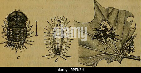 . L'entomologiste américain. L'entomologie. 238 LE AMEEICAN. entomologiste plus commun de ceux trouvés sur la douce- pomme de terre dans la latitude de Saint Louis, est à la fois distingué de tous les autres ici décrit en étant généralement noir, avec les épaules noir à l'extrême bord de l'aile-transpai ent couvre. C'est une très variable, et est fréquemment plus ou moins mouchetée ou marbrées avec de l'or, bien que plus rarement, il a une apparence d'or uniforme.* La larve, qui est représenté avec l'excréments élargie et retirée à la Figure 179, a, est d'une couleur verte uniforme, avec une nuance bleuâtre le long Banque D'Images