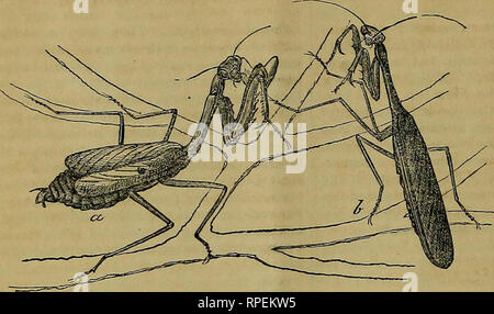 . L'entomologiste américain. L'entomologie. 184 L'entomologiste américain. [Fig. 127,]. Veuillez noter que ces images sont extraites de la page numérisée des images qui peuvent avoir été retouchées numériquement pour plus de lisibilité - coloration et l'aspect de ces illustrations ne peut pas parfaitement ressembler à l'œuvre originale.. Saint Louis : R. P. Studley &AMP ; Co. Banque D'Images