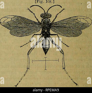 . L'entomologiste américain. L'entomologie. 136 LE AMEEICAN ENTOMOLOGIST. ou autrement détruit par l'intrus. Mais c'est une chose très différente-comme nous le verrons à la fois-piaking d'utilisation d'une ancienne la abandonné et nid non approvisionnés, construit il y a quelques années par un autre insecte, et fourniture d'il de nouveau. Les Américains toujours Vacher dépose ses oeufs dans les nids d'autres oiseaux récemment, laissant son avenir à l'enfant d'être élevé par un autre. Mais ce serait une chose très différente, s'il a simplement pris l'année dernière l'abandon de ces nids d'oiseaux, et fourni son propre soi pour sa Banque D'Images