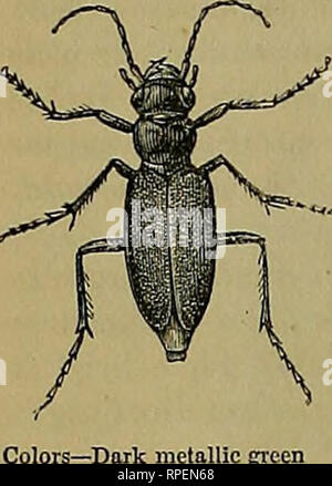 . L'entomologiste américain. L'entomologie. 48 L'entomologiste AMERICAI^. Les trois insectes sont tous des punaises, et attaque le larvffi du Colorado Po- tato-bug avec l'offensive qu'Tveapon qu'ils ont, leur bec. Les quatre suivantes (Fig. 45 à 48) sont tous les coléoptères, et sont consc- FCEI, SCIRAF 450- "•]. Veuillez noter que ces images sont extraites de la page numérisée des images qui peuvent avoir été retouchées numériquement pour plus de lisibilité - coloration et l'aspect de ces illustrations ne peut pas parfaitement ressembler à l'œuvre originale.. Saint Louis : R. P. Studley &AMP ; Co. Banque D'Images