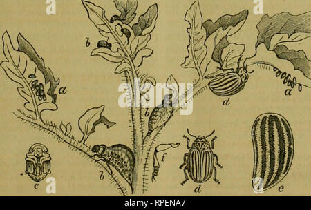 . L'entomologiste américain. L'entomologie. ST. LOUIS, MO., novembre 1868. VOL. 1. N° 3. •PUBLISnED MENSUELLEMENT PAR R. J&gt ;. STXJIDLEX- ho7-A W-Uneata, dire).-jusqu'à l'au- tumn de 18G5, il est généralement supposé par les entomologistes économiques, que l'insecte destructeur tliis existait depuis des temps immémoriaux dans le Nortliwesteru Membres, l'alimentation sur certains valent- moins otli ou mauvaises herbes- crif cr ; et que dans ces dernières années, à partir de quelques unexplain- ed causer, il avait tout à coup pris d'attaquer l'usine de pommes de terre-. En octobre 1805, la se- nior rédacteur de journal tills publier- ed apaper,spectacle- ment que l'origine- ally Banque D'Images