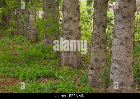 Rangée de troncs d'arbres de pin dans le jardin du Grand Portage jardin au printemps, Saint-Didace, Lanaudière, Québec, Canada Banque D'Images