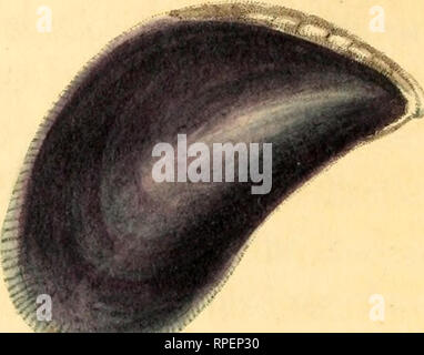 . Conchyliologie américaine ; ou, Description des coquilles de l'Amérique du Nord. Mollusques -- Amérique du Nord. . Veuillez noter que ces images sont extraites de la page numérisée des images qui peuvent avoir été retouchées numériquement pour plus de lisibilité - coloration et l'aspect de ces illustrations ne peut pas parfaitement ressembler à l'œuvre originale.. Dire, Thomas, 1787-1834 ; Conrad, T. A. (Timothy Abbott), 1803-1877 ; Mouflons, William Healey, 1845-1927, ancien propriétaire ; Lea, Isaac, 1792-1886, l'ancien propriétaire ; Henderson, J. B. (John Brooks), 1870-1923, l'ancien propriétaire ; Udall, Chas. E. , ancien propriétaire ; Peet, Edmond N. , ancien propriétaire ; Ward, Banque D'Images