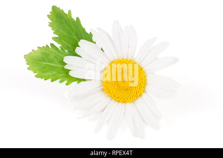 Une camomille ou marguerites avec des feuilles isolées sur fond blanc Banque D'Images