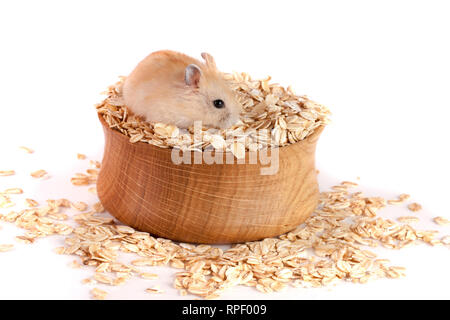 Flocons d'avoine dans un bol en bois avec un hamster isolé sur fond blanc Banque D'Images