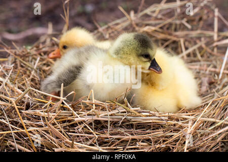 Deux petites branche de gosling dans nid de paille Banque D'Images