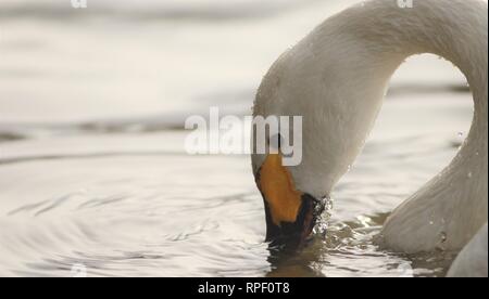 Bewicks swan (Cygnus columbianus bewickii) se nourrissant d'un matin d'hiver. Février 2019, Gloucestershire, Royaume-Uni Banque D'Images