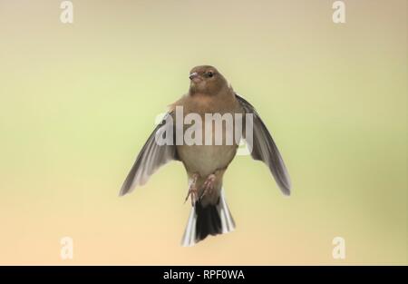 (Fringilla coelebs Chaffinch femelle) planant dans le bord des bois. Février 2019, Gloucestershire, Royaume-Uni Banque D'Images