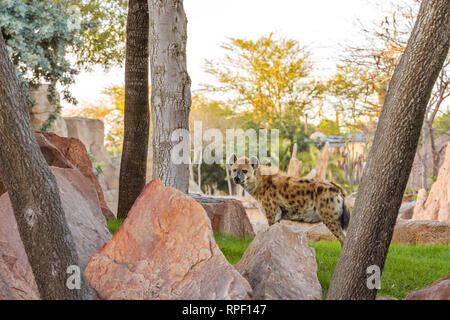 La Hyène tachetée (Crocuta crocuta), également connu sous le nom de rire hyène. Banque D'Images