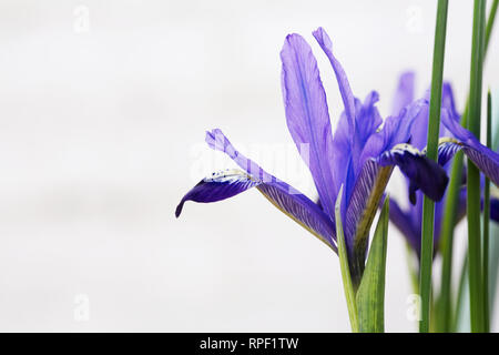 Iris reticulata 'Fabiola' fleurs. Banque D'Images