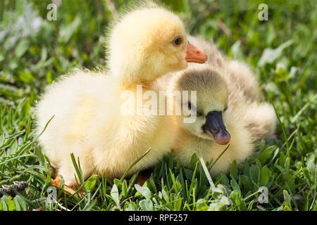 Deux petites branche de gosling in Green grass Banque D'Images