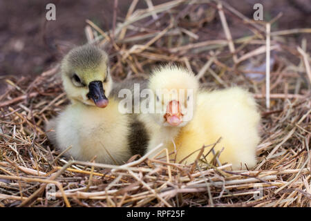 Deux petites branche de gosling dans nid de paille Banque D'Images