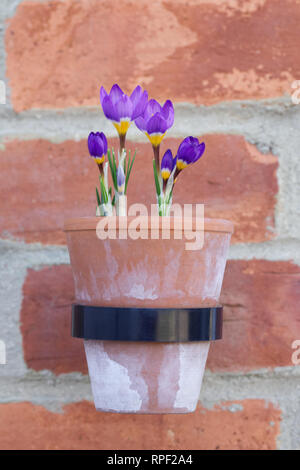 Crocus sieberi subsp. sublimis 'Tricolor' fleurs dans un pot en terre cuite. Banque D'Images