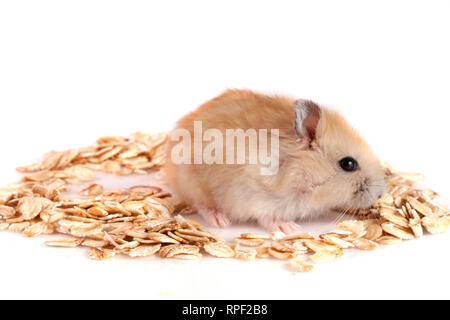 Flocons d'avoine avec un hamster isolé sur fond blanc Banque D'Images