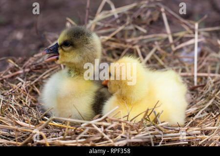 Deux petites branche de gosling dans nid de paille Banque D'Images