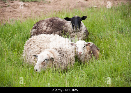 Trois moutons reposant sur l'herbe verte au printemps Banque D'Images