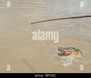 Saltwater crocodile jumping pour les matières de la viande de bison au cours de l'alimentation à l'Adelaide River sur une journée ensoleillée au point milieu, Territoire du Nord, Australie. Banque D'Images