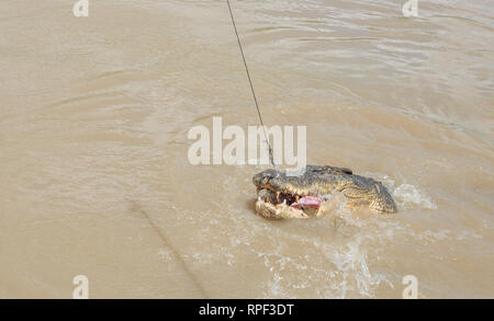 Saltwater crocodile jumping pour les matières de la viande de bison au cours de l'alimentation à l'Adelaide River sur une journée ensoleillée au point milieu, Territoire du Nord, Australie. Banque D'Images