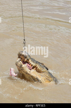 Saltwater crocodile jumping pour les matières de la viande de bison au cours de l'alimentation à l'Adelaide River sur une journée ensoleillée au point milieu, Territoire du Nord, Australie. Banque D'Images