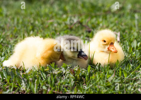 Trois petites branche de gosling in Green grass Banque D'Images