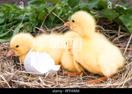 Trois petites branche cassée avec gosling en coquille nid de paille Banque D'Images