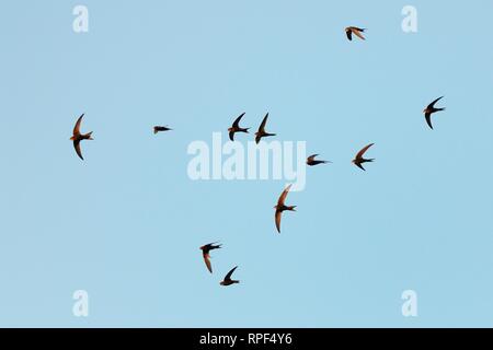 (Apus apus Common swift) crier afficher groupe flying au crépuscule, Derry Hill, Wiltshire, Royaume-Uni, juin. Banque D'Images