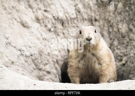 Black-Tailed Chien de prairie (Cynomys ludovicianus) fermer shot portrait sortant de tunnel souterrain trou. Banque D'Images