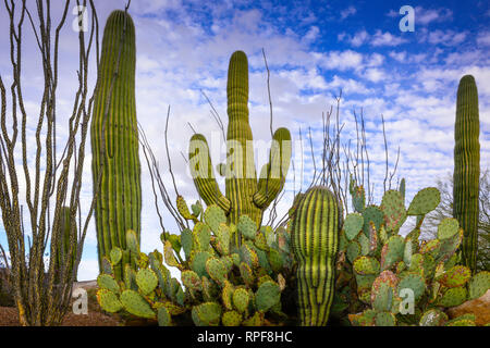 Une impressionnante et emblématiques du jardin de cactus Saguaros avec, le figuier de barbarie et la cactus dans un paysage désertique sur un jour nuageux en Arizona, États-Unis Banque D'Images