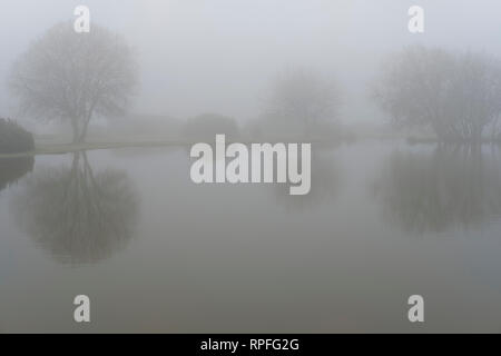 22 février 2019 Royaume-Uni Météo New Forest Hampshire. Un matin brumeux dans le parc national New Forest. Paul Chambers Crédit /Alamy Live News Banque D'Images