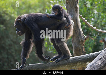 Singapour. Feb 22, 2019. Un bébé chimpanzé (top) est vu à la Zoo de Singapour le 22 février 2019. Les animaux sous la garde de la réserve faunique de Singapour (WRS) a donné naissance à plus de 700 nouveau-nés et bébés représentant 131 espèces en 2018. Credit : Puis Chih Wey/Xinhua/Alamy Live News Banque D'Images