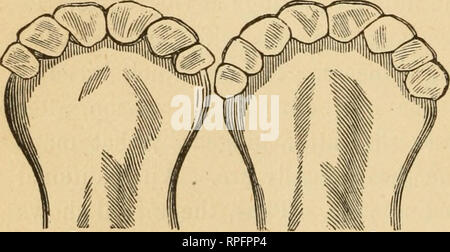 . Bétail américain : leur histoire, l'élevage et de gestion. Le bétail, les bovins. La naissance. Deuxième semaine.. Veuillez noter que ces images sont extraites de la page numérisée des images qui peuvent avoir été retouchées numériquement pour plus de lisibilité - coloration et l'aspect de ces illustrations ne peut pas parfaitement ressembler à l'œuvre originale.. Allen, F. Lewis (Lewis Falley), 1800-1890. New York, O. Judd et de l'entreprise Banque D'Images