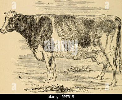 . Bétail américain : leur histoire, l'élevage et de gestion. Le bétail, les bovins. 172 bovins américains. Nous donner un portrait précis de l'une des vaches, prises par notre artiste en février 1867. Elle est le modèle d'un trayeur parfait, avec toutes les Veines mammaires et de la mamelle, situées dans le plus haut état de développement.. 26 de la plaque. La vache Holstein. Nous sommes heureux que ce précieux l'importation a été faite par son propriétaire, l'intérêt public pour le bénéfice de notre bétail et de produits laitiers, les intérêts et la confiance que le fond va se propager au loin, au-delà du territoire où ils ont dans ce bref moment, été s Banque D'Images