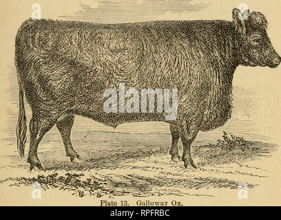 . Bétail américain : leur histoire, l'élevage et de gestion. Le bétail, les bovins. Les GALLOWAYS. 103 "Cette coupe représente l'Galloway taureau, presque prêt pour le boucher. Le niveau d'imposition des magnifiquement la chair et la graisse, n'échapperont pas à l'avis du lecteur.. Galloway Ox. "L'élevage des bovins a été, de temps presque im- mémorial, l'objet principal de recherche avec l'agriculteur Galloway ; en effet, il est calculé que plus de trente mille bêtes sont envoyés dans le sud chaque année. "Le sol et le visage du pays sont admirablement adaptée pour cela. Le sol, bien que ric Banque D'Images