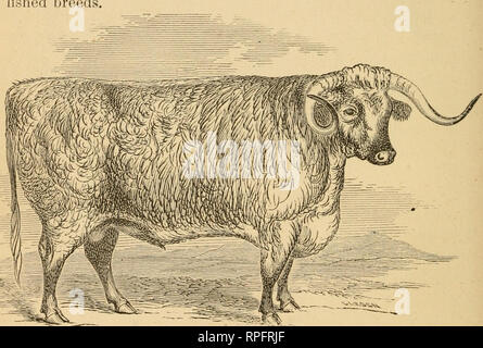 . Bétail américain : leur histoire, l'élevage et de gestion. Le bétail, les bovins. 82 bovins américains. indésirable pour la main d'autres bœufs, comme dans ce pays, peuvent être trouvés en abondance. Comme un bovin, l'avertisseur sonore est bonne. Ils se nourrissent bien et gentiment. Ils prouvent bien à la ruine, et la qualité de la chair est juste, mais pas supérieure à celle d'autres races approuvé. Leurs défenseurs, qui sont beaucoup en Angleterre, ont fait preuve d'un certain nombre de spécimens à l'Smithfield Market, à Londres, et réclamer pour eux un pied d'égalité avec toute autre race ; mais cette affirmation n'est pas généralement admis par la bree Banque D'Images