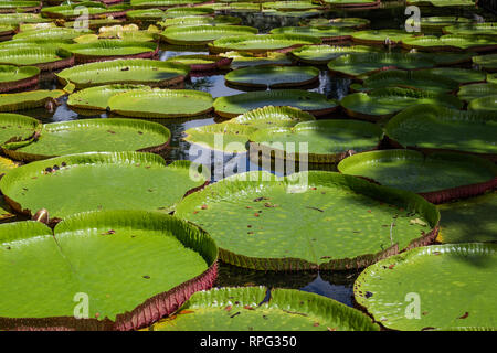 Un étang couvert de la reine Victoria, nénuphars géants (Victoria Amazonica) dans Jardin Botanique de Pamplemousses, Ile Maurice Banque D'Images