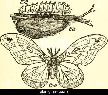 . L'American boys' book de bugs, les papillons et les coléoptères. Les insectes. Ceeropia Caterpillar, Cocon et MilUr. Veuillez noter que ces images sont extraites de la page numérisée des images qui peuvent avoir été retouchées numériquement pour plus de lisibilité - coloration et l'aspect de ces illustrations ne peut pas parfaitement ressembler à l'œuvre originale.. Barbe, Daniel Carter, 1850-1941. Philadelphia, Lippincott Banque D'Images