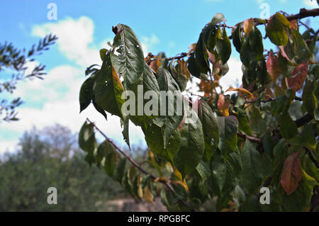 Close-up of an apple tree branch en automne avec quelques feuilles déjà aggravée et le ciel bleu d'un jour clair Banque D'Images