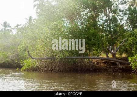 Des scènes de la mangrove à Barra de Santiago, Ahuachapan, El Salvador Banque D'Images