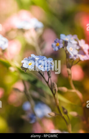 Tourné au printemps de fleurs sauvages sur une journée ensoleillée. Banque D'Images